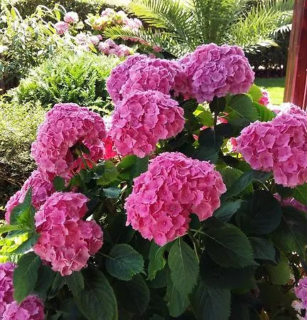 сани комплекс